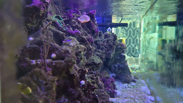 Marine fish tank break down