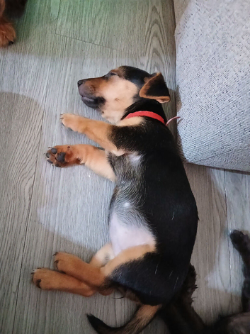 Girl puppies