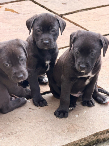 Labrador x pups