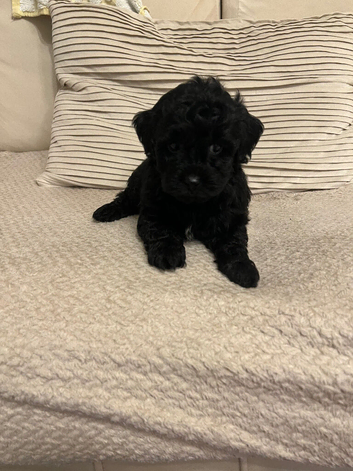 Gorgeous f1 Shih poo puppies