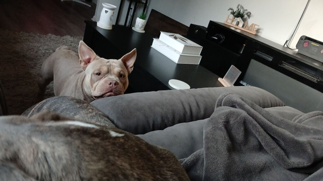 Pocket bully and staff x pocket bully