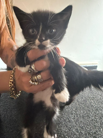 Last male kitten ledt looking for his forever home