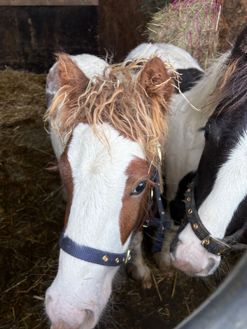 Chunky and very pretty cob colt foal