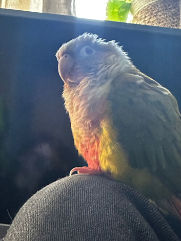 Pineapple belly green cheeked conure