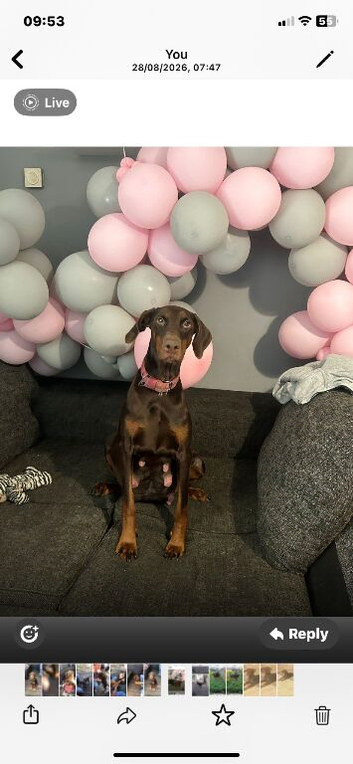 Doberman girl last one left she&rsquo;s a stunner