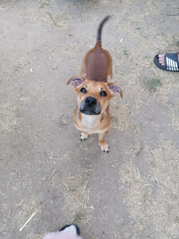 Jack Russell cross