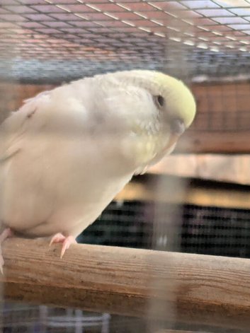 Young budgies