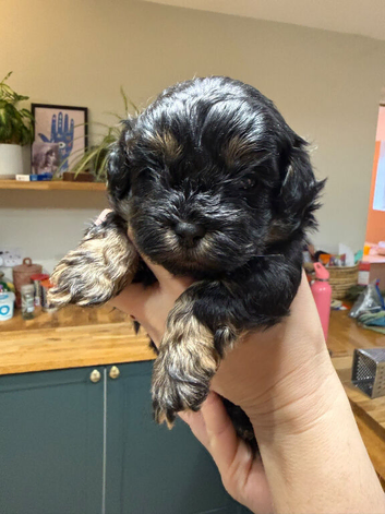 Maltipoo x Shihtzu