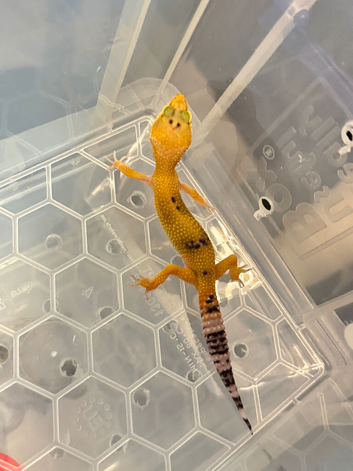 Leopard geckos