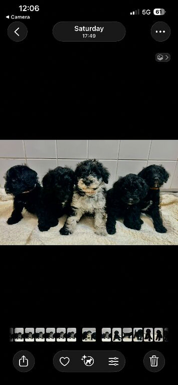 Miniature Schnoodle F1 Puppies