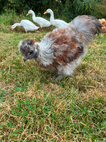 Looking for a lovely new home for our beautiful Silkie pair