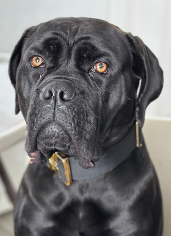 Our beautiful nala has had a lovely litter of 11