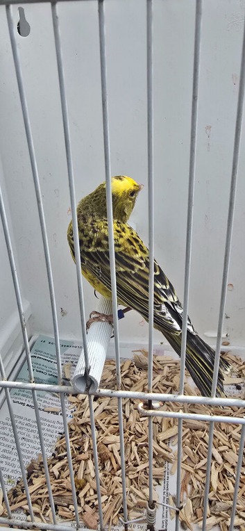 BEAUTIFUL COCK GOLD LIZARD CANARY