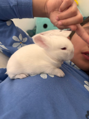Double mane lionhead