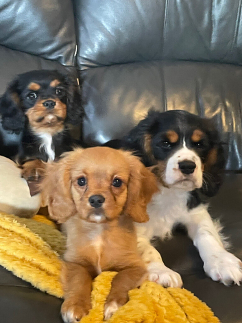 Gorgeous cavalier boys