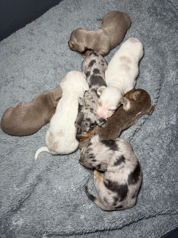 Miniature dachshund pups long and short haired