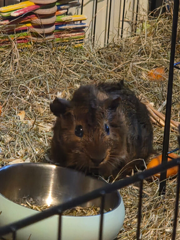 Male Guinea Pig