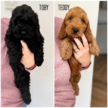 F1 Show Line Cockapoo Puppies ️READY NOW️