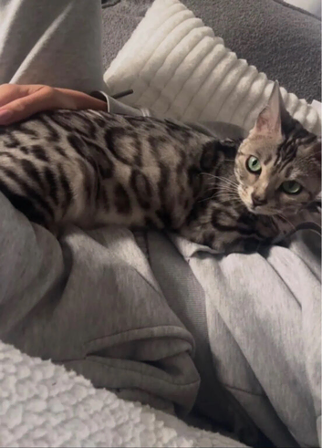 Beautiful Bengal kittens