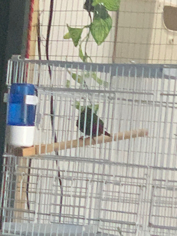 Parrot finch 2 males