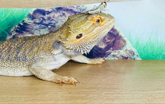 Bearded dragon