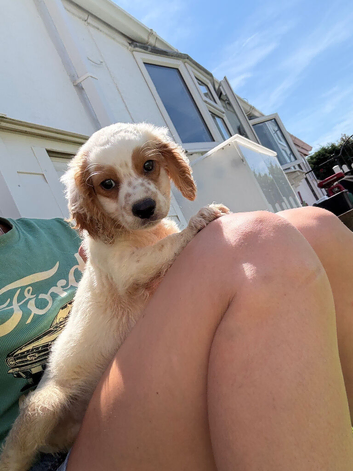 Cocker spaniel puppies
