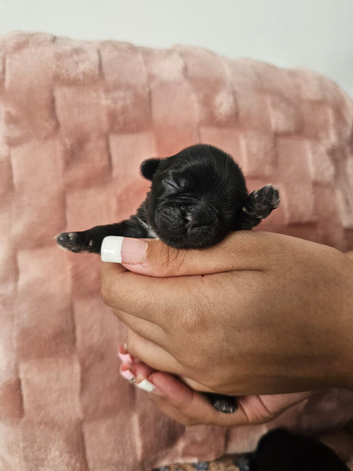 Shichipoo puppies for sale