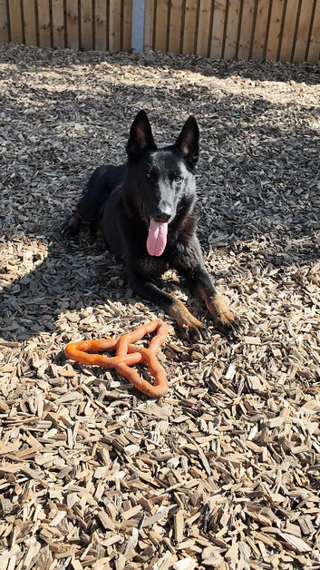 GSD bitch for sale