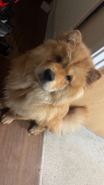 Chow chow 1 years for sale