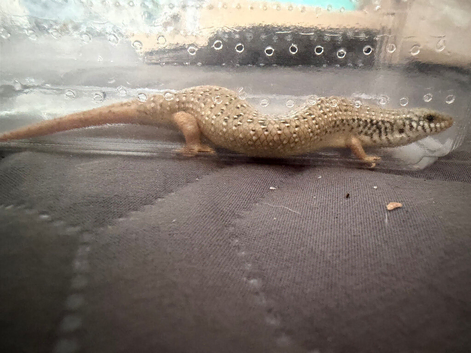 Ocellated Skinks (Jewelled Skinks) Looking for New Homes