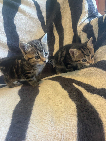Kittens looking for their forever homes