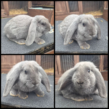 Two male french lop giants