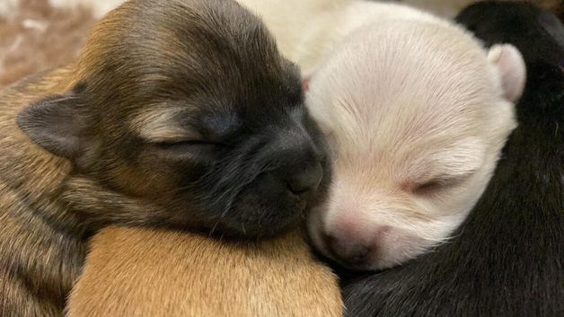 Gorgeous Chihuahua-Mix (Jack-Chi) Puppies Seeking 5-Star Homes