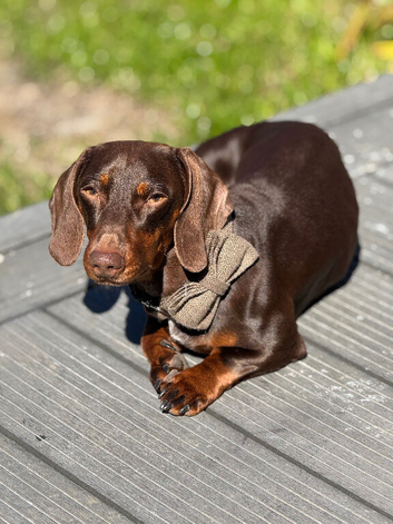 Chocolate miniature dachshund