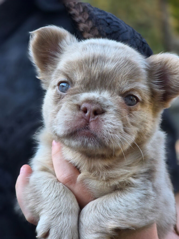 KC Full fluffy frenchie puppies