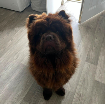 1 year old chow chow