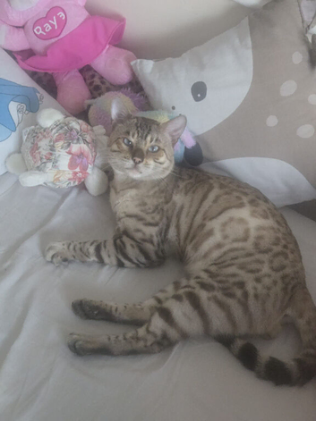 SNOW BENGAL. For STUD