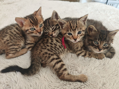 Bengal Mix Kittens Ready To Leave