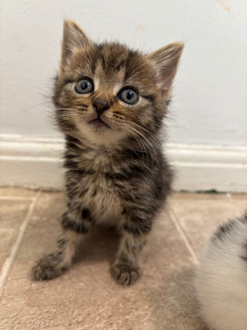 6 week old tabby baby girl for sale