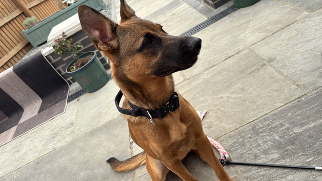 Maple is Looking for her forever home