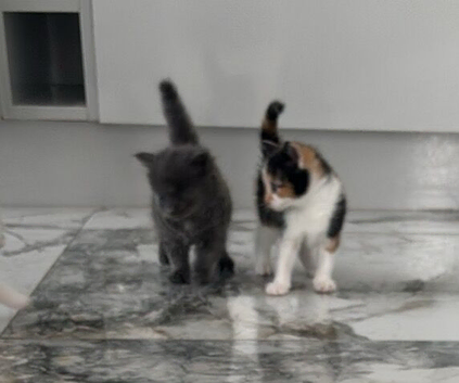 Maine coon cross kittens