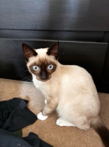 8 month old cat