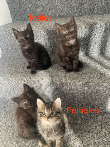 4 beautiful kittens for sale