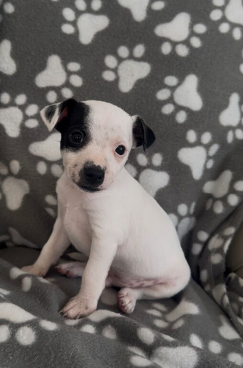 boy Jack Russell puppys