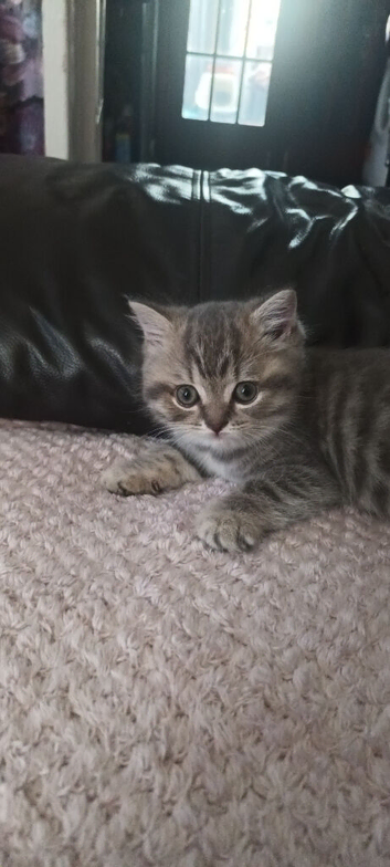 British short hair kittens
