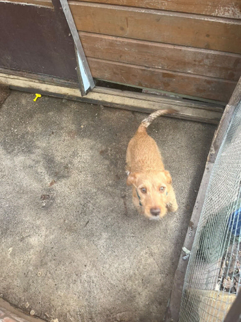Jack russel cross Irish fox terrier 6 months