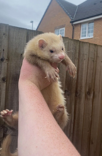 Male ferret for sale Clitheroe collection only