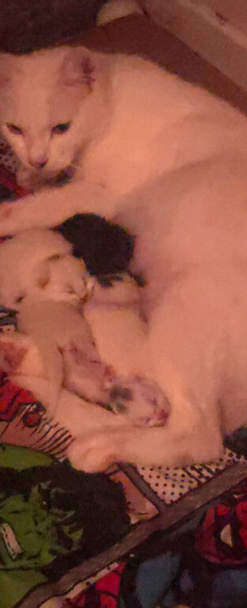 2 beautiful male white kittens