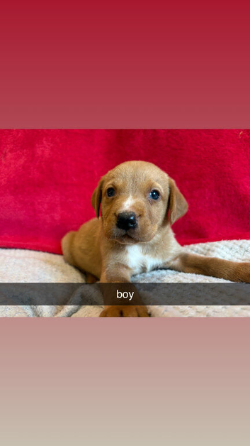 loving puppies for sale