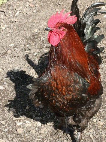 Maran Cockerals